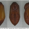 brint circe pupa2 volg1